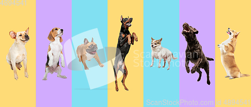 Image of Creative collage of different breeds of dogs on colorful background