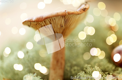 Image of lactarius rufus mushroom in reindeer lichen moss