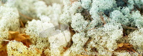 Image of close up of reindeer lichen moss