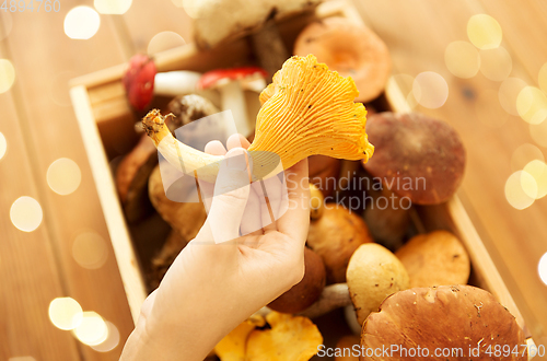 Image of hand holding chanterelle over box of mushrooms