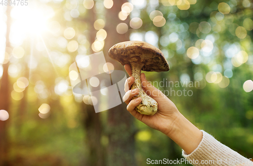 Image of close up of female hand with mushroom in forest