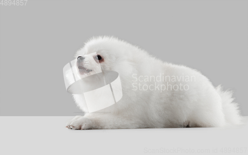 Image of Studio shot of Spitz dog isolated on grey studio background