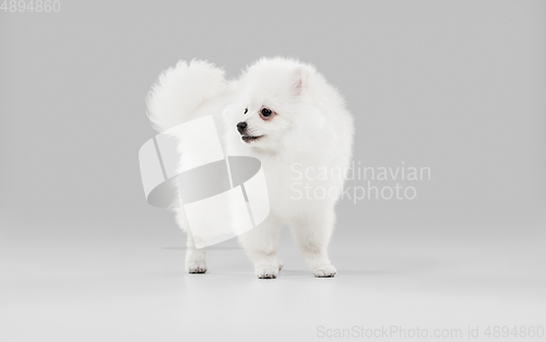 Image of Studio shot of Spitz dog isolated on grey studio background