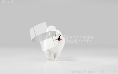 Image of Studio shot of Spitz dog isolated on grey studio background