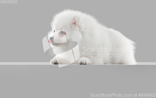 Image of Studio shot of Spitz dog isolated on grey studio background