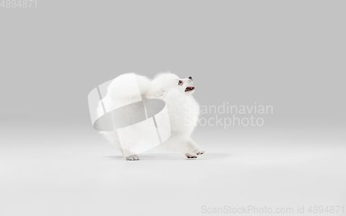 Image of Studio shot of Spitz dog isolated on grey studio background