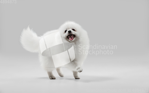 Image of Studio shot of Spitz dog isolated on grey studio background