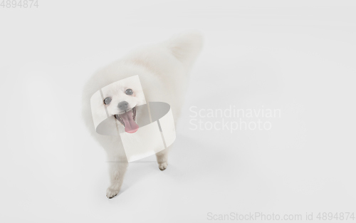 Image of Studio shot of Spitz dog isolated on white studio background