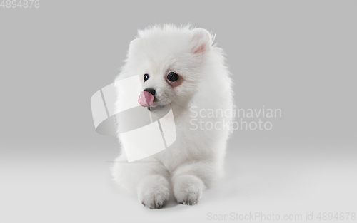 Image of Studio shot of Spitz dog isolated on grey studio background