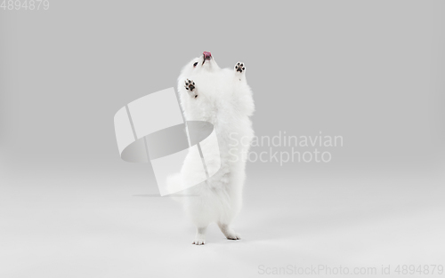 Image of Studio shot of Spitz dog isolated on grey studio background