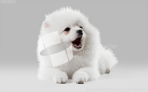 Image of Studio shot of Spitz dog isolated on grey studio background