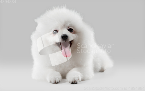 Image of Studio shot of Spitz dog isolated on grey studio background