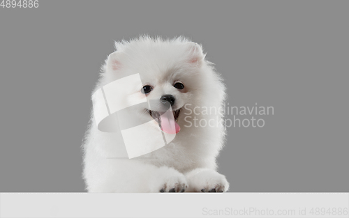 Image of Studio shot of Spitz dog isolated on grey studio background