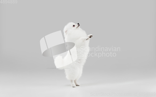 Image of Studio shot of Spitz dog isolated on grey studio background