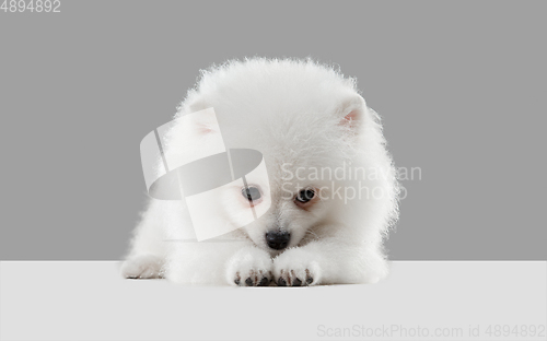 Image of Studio shot of Spitz dog isolated on grey studio background