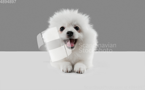 Image of Studio shot of Spitz dog isolated on grey studio background