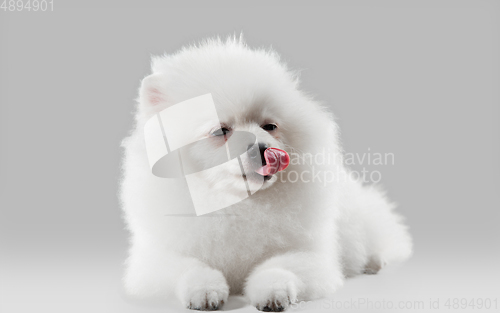 Image of Studio shot of Spitz dog isolated on grey studio background