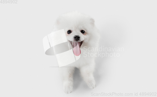 Image of Studio shot of Spitz dog isolated on white studio background