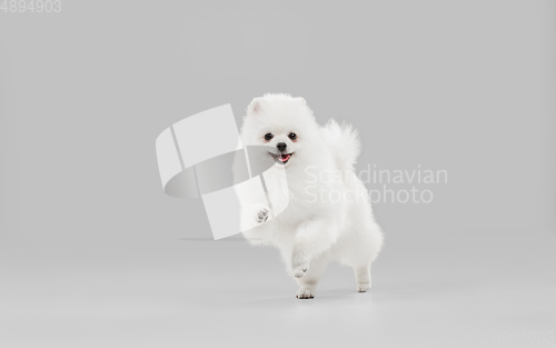 Image of Studio shot of Spitz dog isolated on grey studio background