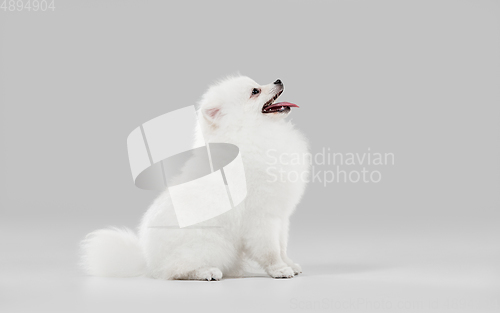 Image of Studio shot of Spitz dog isolated on grey studio background