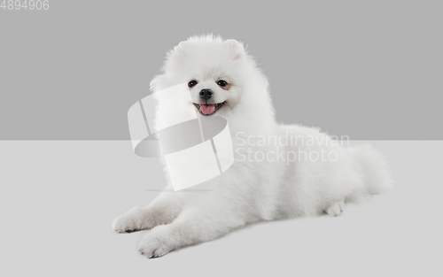 Image of Studio shot of Spitz dog isolated on grey studio background