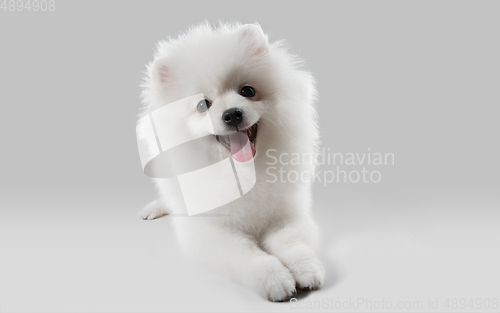 Image of Studio shot of Spitz dog isolated on grey studio background