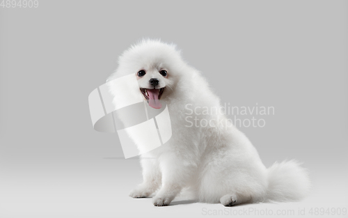 Image of Studio shot of Spitz dog isolated on grey studio background