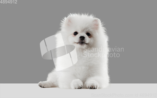 Image of Studio shot of Spitz dog isolated on grey studio background
