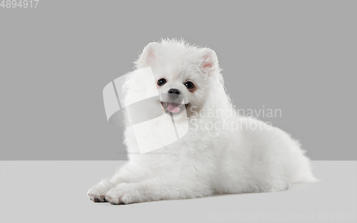 Image of Studio shot of Spitz dog isolated on grey studio background