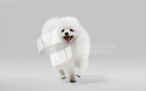 Image of Studio shot of Spitz dog isolated on grey studio background