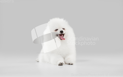 Image of Studio shot of Spitz dog isolated on grey studio background