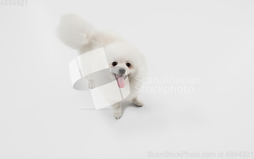 Image of Studio shot of Spitz dog isolated on white studio background