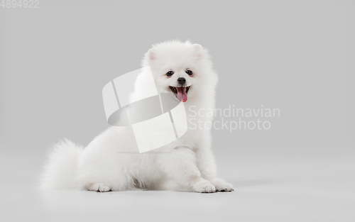 Image of Studio shot of Spitz dog isolated on grey studio background