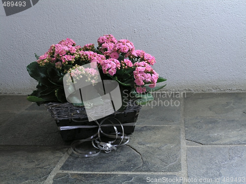 Image of Kalanchoe