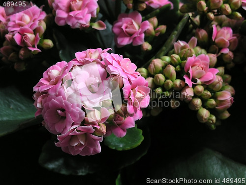 Image of Kalanchoe