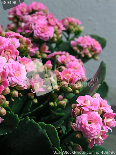 Image of Kalanchoe