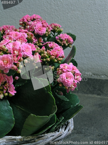 Image of Kalanchoe