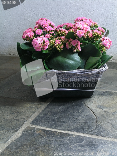 Image of Kalanchoe