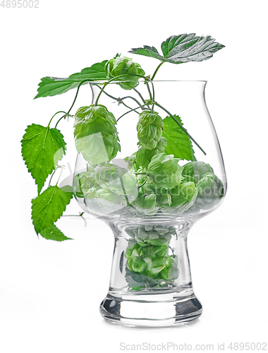 Image of glass of hop plant cones isolated