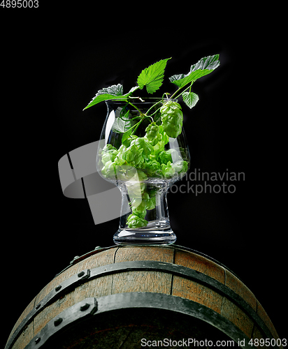 Image of fresh hop plant cones in craft beer glass 