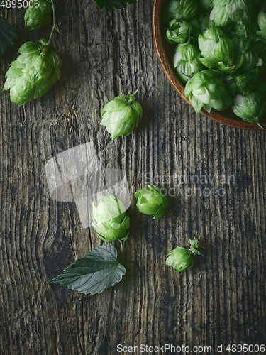 Image of fresh green hop plant cones