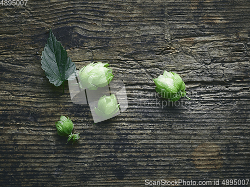 Image of fresh green hop plant cones