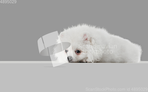 Image of Studio shot of Spitz dog isolated on grey studio background