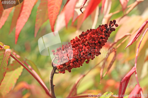 Image of Red sumac seed head