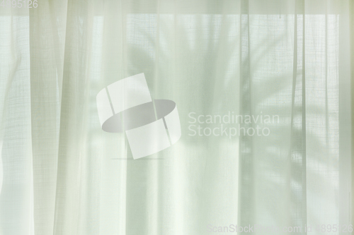 Image of palm tree silhouette through the curtains