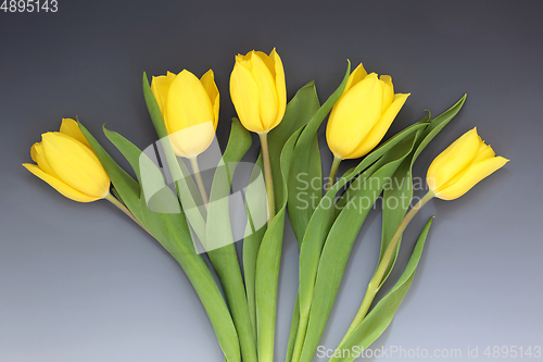 Image of Yellow Spring Tulip Flower Abstract 