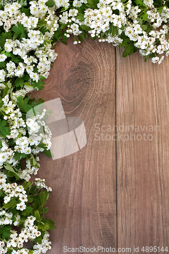 Image of Hawthorn Flower Springtime Background Border