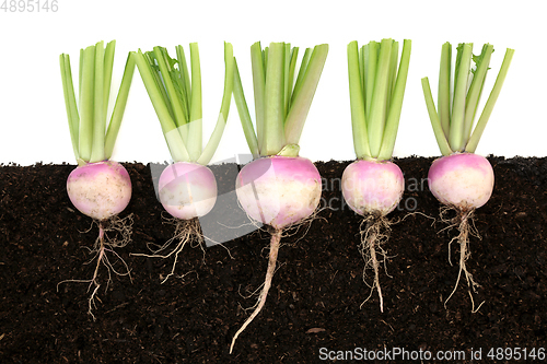 Image of Organic Turnip Root Vegetables Growing in Soil