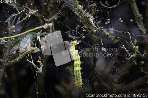 Image of box moth larvae feeding on plant