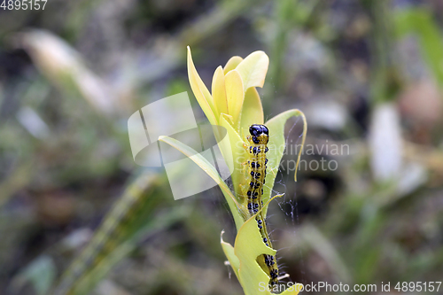 Image of detail of Cydalima perspectalis eating the plant 